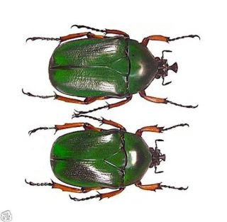 Beetle - Cetoniidae - Trignophorus Nepalensis (pair) - Dark Green - Kachin,  Myanmar
