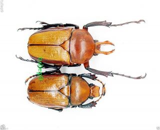 Cetoniidae - Rutelidae - Platynocephalus Arnaudi (pair) - Northern Thailand
