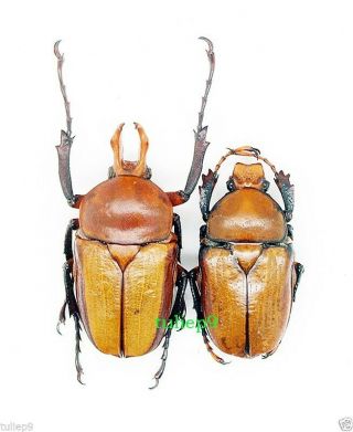 Cetoniidae - Rutelidae - Platynocephalus arnaudi (Pair) - Northern Thailand 2