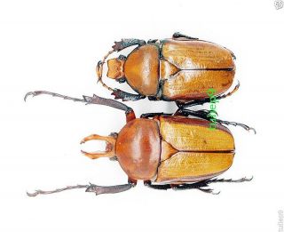 Cetoniidae - Rutelidae - Platynocephalus arnaudi (Pair) - Northern Thailand 3