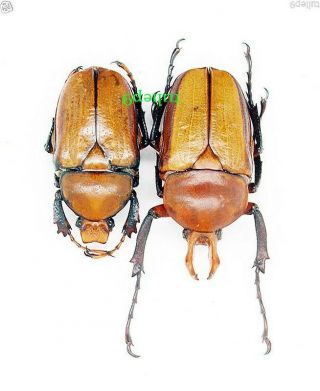 Cetoniidae - Rutelidae - Platynocephalus arnaudi (Pair) - Northern Thailand 4