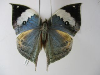 N9581.  Unmounted Butterflies: Kallima Sp.  South Vietnam.  Dong Nai.