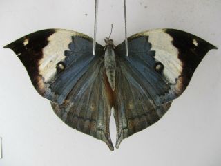 N10250 Unmounted Butterflies: Kallima Sp.  South Vietnam.  Dong Nai