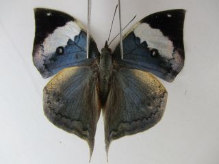 N10847.  Unmounted Butterflies: Kallima Sp.  South Vietnam.  Dong Nai
