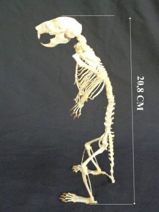 Taxidermy: Javanese Squirrel Standing Skeleton
