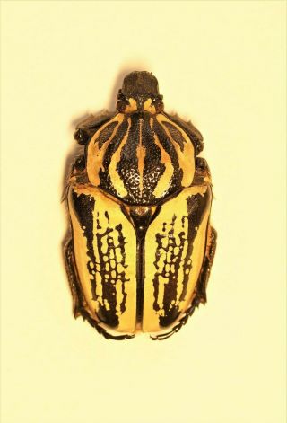 Goliathus Orientalis Preissi,  Female,  64 Mm A1