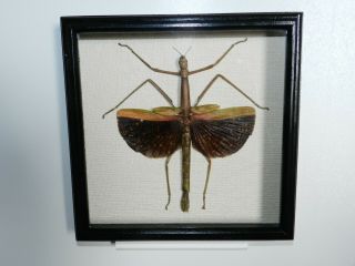 Stick Insect In A Frame Of Precious Wood