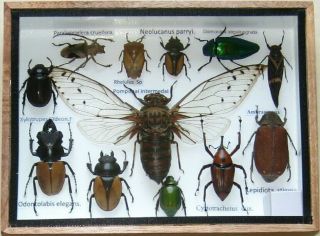 12 Real Beetle Rare Insect Display Taxidermy Bug In Wood Box Collectible Gift