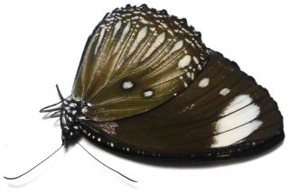 Elymnias Melias Malis Female 41mm Gu81 Satyrinae Butterflies