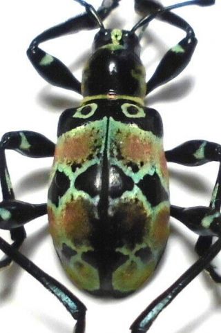 Doliops Sklodowskii Female 14mm At147 Cerambycidae Beetles