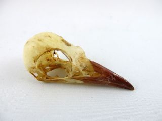 African Golden Oriole (oriolus Auratus) Small Bird Skull Taxidermy Real