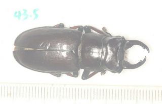Lucanidae Lucanus Imitator 43.  5mm Tibet