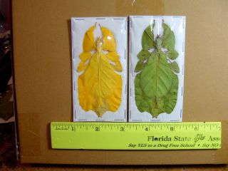 Leaf Insect Phyllium Bioculatum 2 Color Forms Some Rare Specimens