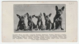 Rare Advertising Trade Card - 1890 A C Daniels Veterinary Medicine French Bulldog