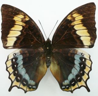 Charaxes Eurialus Female From Ceram Isl