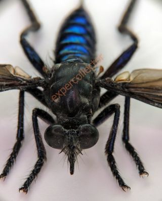Diptera - Asilidae Ssp Female Wingspan 48mm From Brazil Rare Kzy451