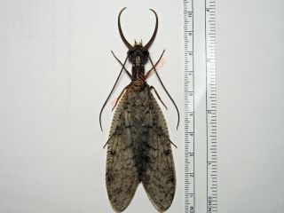 Corydalidae - Corydalus Cornutus From Canada Kdz315
