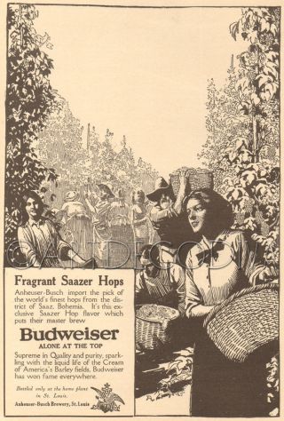 Antique Budweiser Beer Saaz Bohemia Hops Harvest Bohemian Brewery Brewing Art Ad