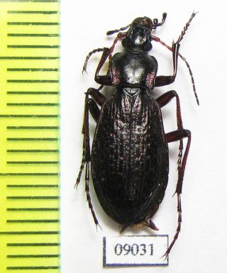 Carabidae,  Carabus (eotribax) Hiekei,  Female,  Kazakhstan