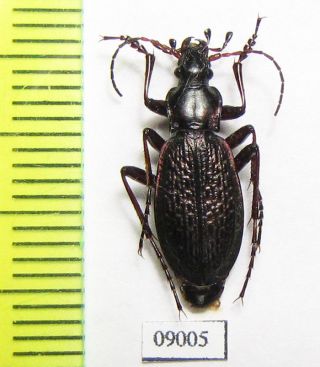 Carabidae,  Carabus (eotribax) Hiekei,  Male,  Kazakhstan
