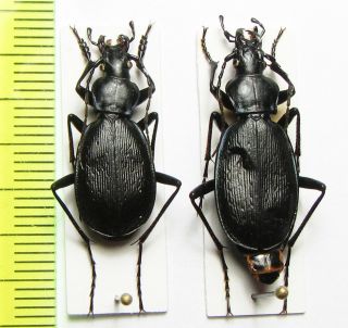 Carabidae,  Carabus (tribax) Certus,  Pair,  Armenia