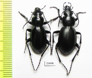 Carabidae,  Carabus (cyclocarabus) Namanganensis Vernus,  Pair,  S.  Kazakhstan