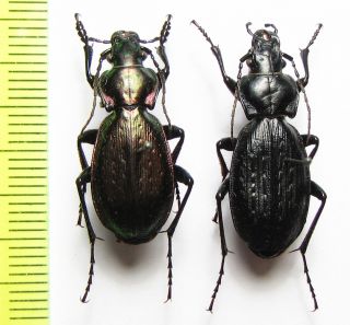 Carabidae,  Carabus (archiplectes) Edithae,  Pair,  Russia,  Caucasus