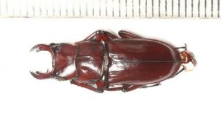 Beetle Lucanidae Dorcus Digonophorus Motuoensis Tibet