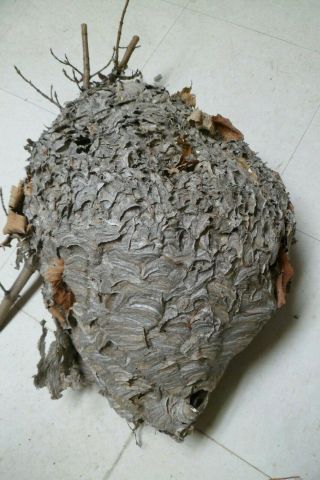 Real Paper Wasp Hornet Nest School Display Taxidermy Decor Big 22 Long 43