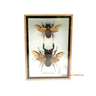 Real 2 Spread Wings Stag Beetle Insect Taxidermy Entomology Display Shadow Box