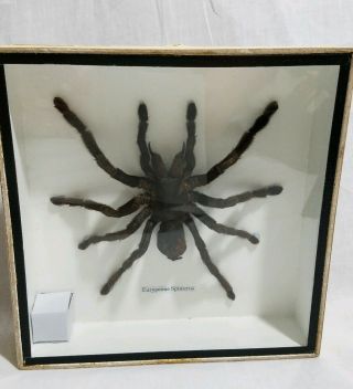 Real Eurypeime Spinicrus Tarantula Spider Taxidermy In Wood Box