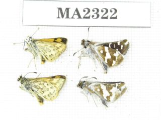 Butterfly.  Hesperidae Sp.  China,  W Sichuan,  Batang.  4m.  Ma2322.