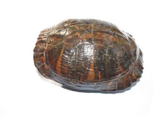 Authentic Freshwater Yellow Belly Turtle Shell