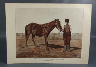 1890s Mare Of Bulgarian Native Horse Breed Female Equine Animal Type Litho Print
