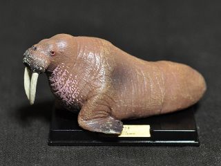 Retired Tomy Taraka Marine Mammal Walrus Pvc Mini Figurine Figure