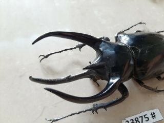 Vietnam Beetle Chalcosoma Caucasus 113mm,  33875 Pls Check Photo (a1)