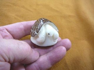 (tne - T - Dia - 372 - C) Diamondback Terrapin Turtle Tagua Nut Figurine Carving Turtles