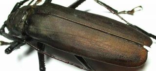 I001 Cerambycidae: Prioninae: Anomophysis Aegrota Male 83mm A - Very Large