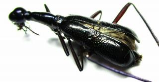 A014 Cicindelidae: Neocollyris Species? 16.  5mm