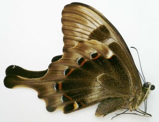 Papilio Peranthus Ssp.  Female From Pantar Isl.