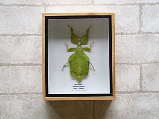 Real Leaf Insect Phyllium Celebicum Taxidermy In Wood Box Insect Art Home Decor