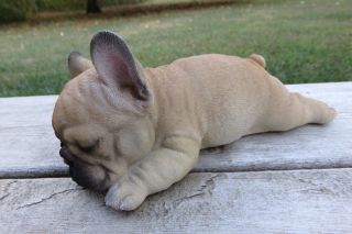 French Bulldog Puppy Resin Dog Statue Figurine Sleeping On Tummy Doggie