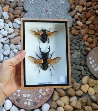 2 Real Odontolabis Elegans Insects Bug Stag Beetles Display Taxidermy Box Set