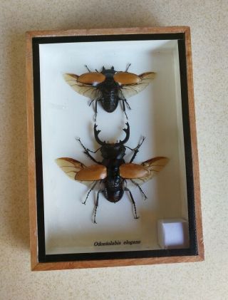 2 Real Odontolabis Elegans Insects Bug Stag beetles Display Taxidermy Box Set 2