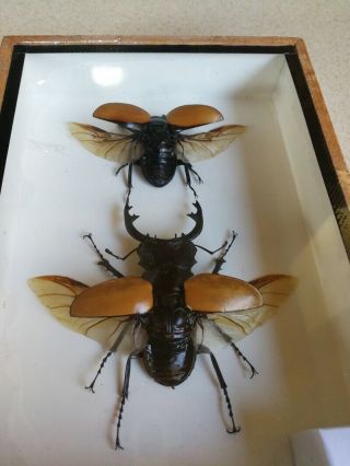 2 Real Odontolabis Elegans Insects Bug Stag beetles Display Taxidermy Box Set 3
