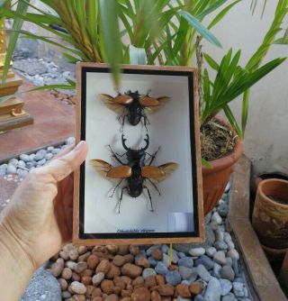 2 Real Odontolabis Elegans Insects Bug Stag beetles Display Taxidermy Box Set 4