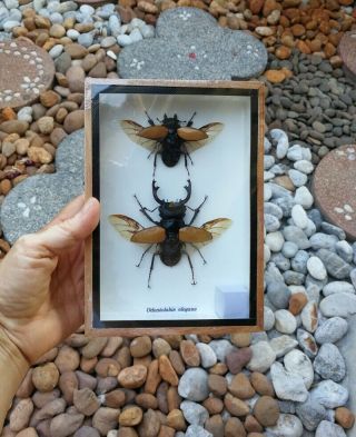 2 Real Odontolabis Elegans Insects Bug Stag beetles Display Taxidermy Box Set 5