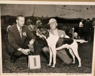 Framed Bucks County Kc 1950 Sporting Group Winner Photo,  Pointer,  Evelyn Shafer