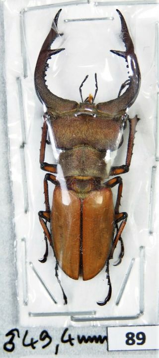 Unmounted Stag Beetle Lucanidae Lucanus Sp.  49 Mm Laos