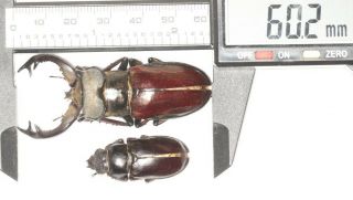 Beetle Lucanidae Lucanus Langi 60.  2mm Pair Tibet